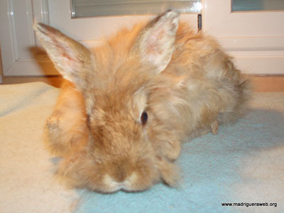 Fournier conejo en adopción