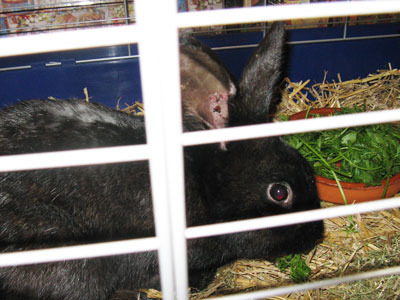 Leopoldo conejo en adopción