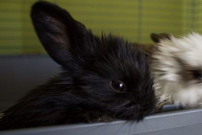 Sneezy conejo en adopción