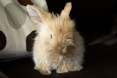 Tok conejo en adopción