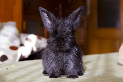 Sneezy conejo en adopción