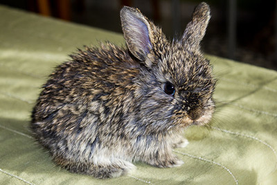 Beith conejo en adopción