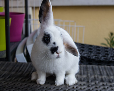 Biddy conejo en adopción