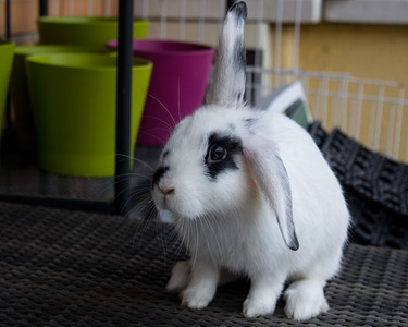 Biddy conejo en adopción