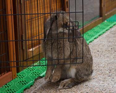 Beith conejo en adopción