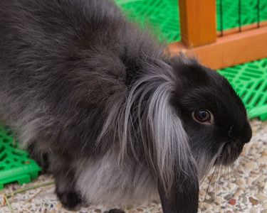 Sneezy conejo en adopción