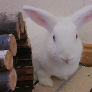 Casillas conejo en adopción