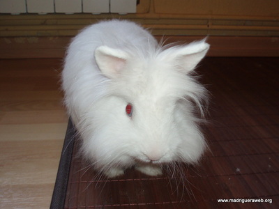 Adopcion conejo Snowy