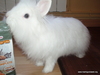 adopta conejo snowy