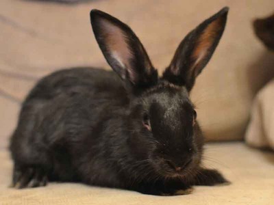 Anakin conejo en adopción