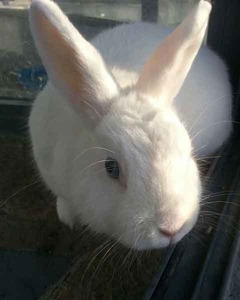 Amadeus conejo en adopción