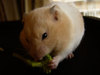 adoptar hamster izar