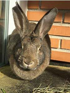 BURBY CONEJO EN ADOPCIÓN