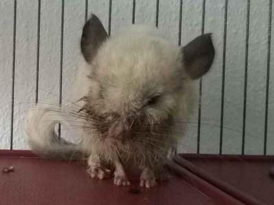 Burbuja chinchilla en adopción