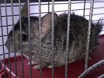 Pompa chinchilla en adopción