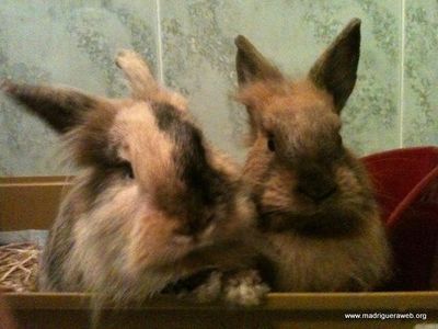 Adoptar conejo Arándano