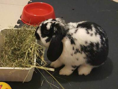 Tobias conejo en adopción