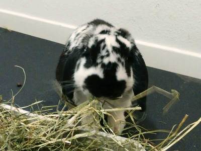 Tobias conejo en adopción