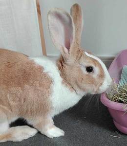 Leonor conejo en adopción