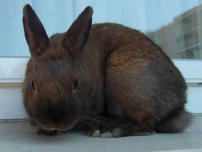 conejo en adopción Peggy