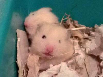 Ondina hamster en adopción