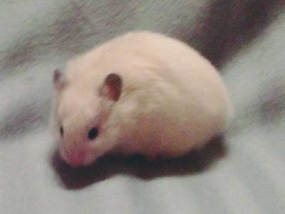 Ondina hamster en adopción