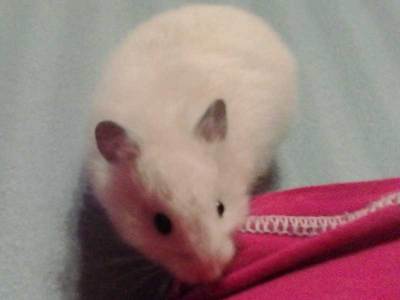 Ondina hamster en adopción