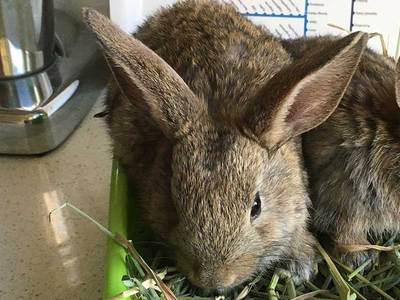 Tito J. conejos en adopción