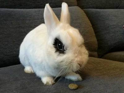 Peter rabbit conejo en adopción