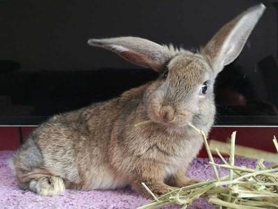 Jackie J. conejo en adopción