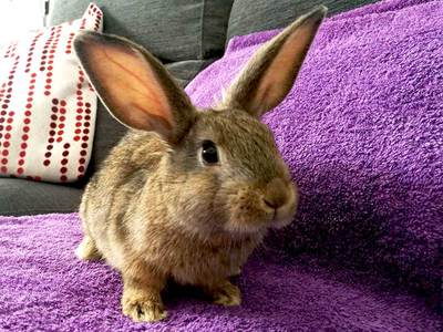 Jackie J. conejo en adopción