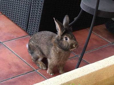 Marlon conejo en adopción