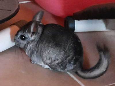 Pompa chinchilla en adopción