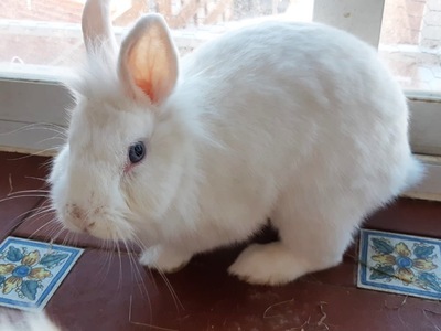 Tatty, coneja en adopción en La Madriguera