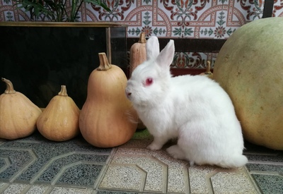 Conejo en adopción 