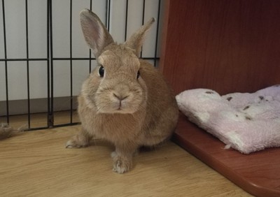 Conejo en adopción