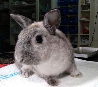 Conejo en adopción 