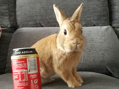 Aquiles conejo en adopción