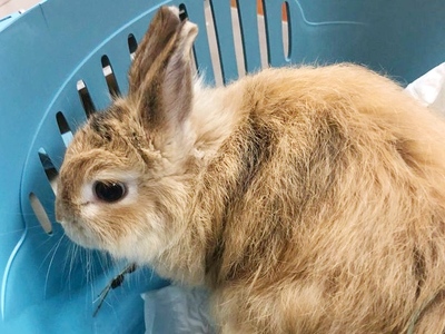 Carla, coneja en adopción en La Madriguera