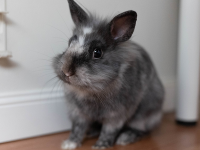 Usi conejo en adopción