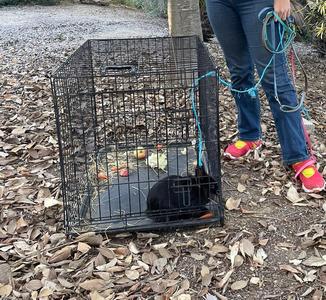 Ikaris conejo en adopción 