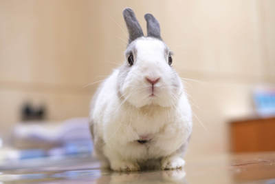 Ariadne, coneja en adopción 