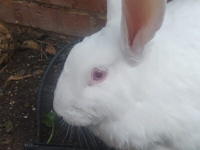 Navidad coneja en adopción 