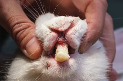 Navidad coneja en adopción 