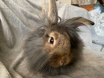 Scooby conejo en adopción