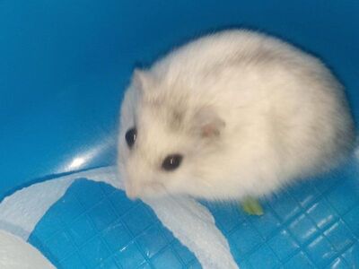 Do hamster ruso en adopción