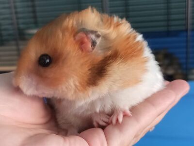 Sia hamster en adopción 