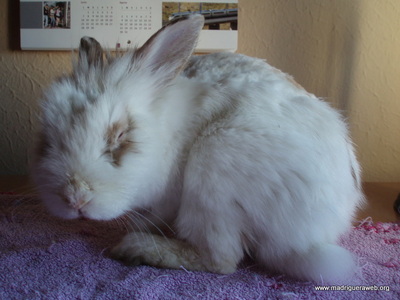 Adopción coneja Jimena