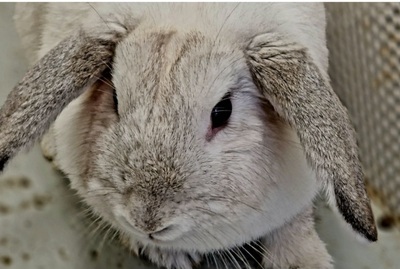 Josefina coneja en adopción 