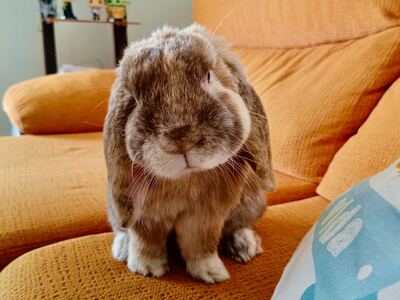 Champiñón, conejo en adopción en La Madriguera